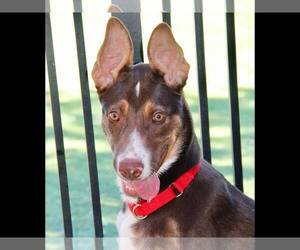 Border Collie-Unknown Mix Dogs for adoption in Grass Valley, CA, USA