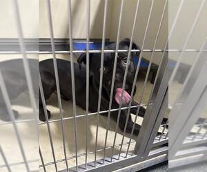 Mutt Dogs for adoption in Bakersfield, CA, USA