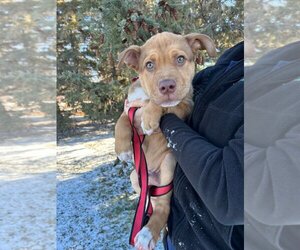 Medium Photo #1 Huskies -Staffordshire Bull Terrier Mix Puppy For Sale in Fargo, ND, USA