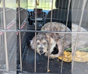 Miniature Schnauzer-Unknown Mix Dogs for adoption in San Antonio, TX, USA