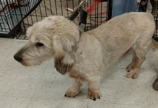 Cocker Basset Dogs for adoption in Millville, UT, USA