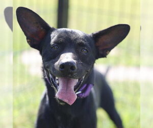 Mutt Dogs for adoption in San Antonio, TX, USA