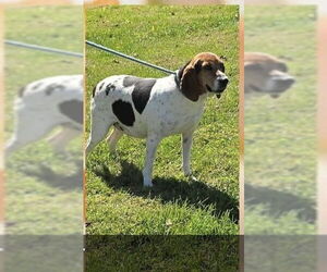 Treeing Walker Coonhound Dogs for adoption in Aurora, IN, USA