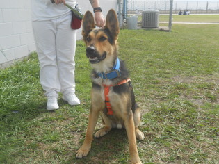 German Shepherd Dog-Unknown Mix Dogs for adoption in Seguin, TX, USA