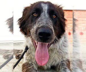 English Shepherd-Unknown Mix Dogs for adoption in LANGLEY, British Columbia, Canada