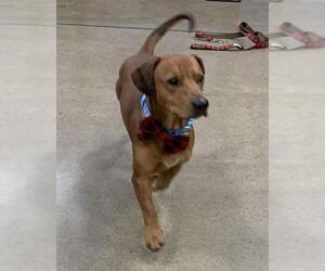 Basschshund Dogs for adoption in Batavia, OH, USA