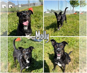 Mutt Dogs for adoption in Pierceton , IN, USA