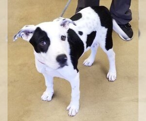American Staffordshire Terrier-Unknown Mix Dogs for adoption in Wickenburg, AZ, USA