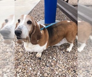 Basset Hound Dogs for adoption in Grand Junction, CO, USA
