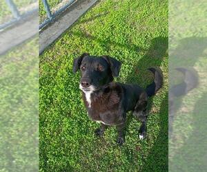 Labrador Retriever-Unknown Mix Dogs for adoption in Corpus Christi, TX, USA