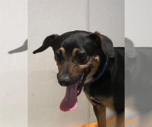 Miniature Pinscher Dogs for adoption in pomona, CA, USA