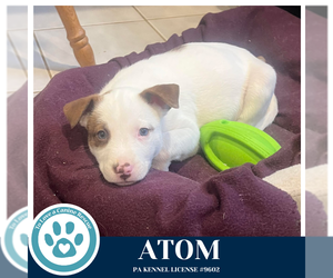 Siberian Husky-Unknown Mix Dogs for adoption in Kimberton, PA, USA