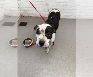 American Pit Bull Terrier Dogs for adoption in San Bernardino, CA, USA
