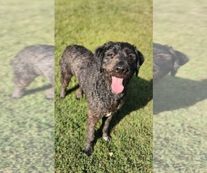 Pyredoodle Dogs for adoption in Westwood, NJ, USA