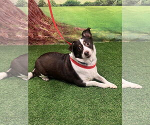 Pembroke Welsh Corgi-Rat Terrier Mix Dogs for adoption in Euless, TX, USA