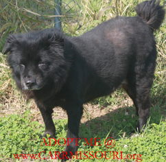 Chow Chow Dogs for adoption in Holden, MO, USA