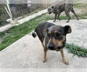 German Shepherd Dog-Unknown Mix Dogs for adoption in San Antonio, TX, USA