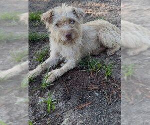 Mutt Dogs for adoption in Conroe, TX, USA