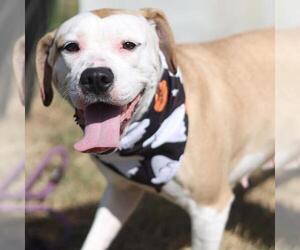 American Staffordshire Terrier-Unknown Mix Dogs for adoption in San Antonio, TX, USA