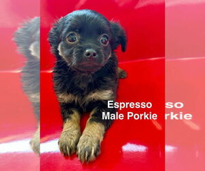 Pomeranian-Unknown Mix Dogs for adoption in Studio City, CA, USA
