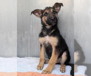 German Shepherd Dog-Unknown Mix Dogs for adoption in San Antonio, TX, USA