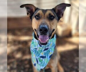 Black Mouth Cur Dogs for adoption in Austin, TX, USA