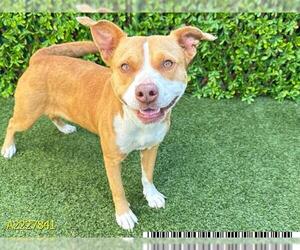American Pit Bull Terrier-Unknown Mix Dogs for adoption in West Palm Beach, FL, USA