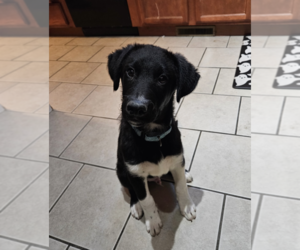 Mutt Dogs for adoption in Candler, NC, USA