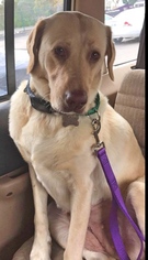 Labrador Retriever Dogs for adoption in Livonia, MI, USA