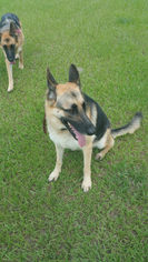 Medium Photo #1 German Shepherd Dog Puppy For Sale in Valrico, FL, USA