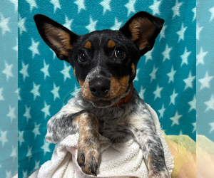 Dachshund-Unknown Mix Dogs for adoption in Woodbury, NY, USA