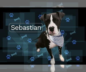 American Pit Bull Terrier-Unknown Mix Dogs for adoption in Germantown, OH, USA
