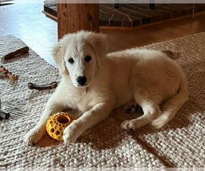Great Pyrenees Dogs for adoption in Croydon, NH, USA