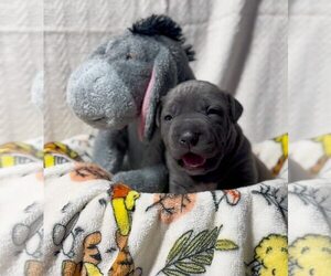 American Pit Bull Terrier Dogs for adoption in Belleville, MI, USA
