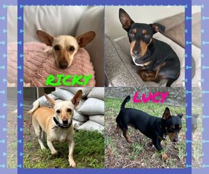 Doxie-Pin Dogs for adoption in Tampa, FL, USA