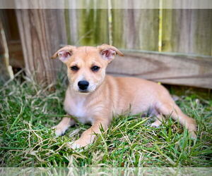 Mutt Dogs for adoption in Pensacola, FL, USA