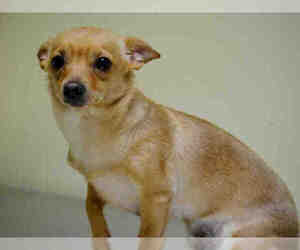 Chihuahua-Unknown Mix Dogs for adoption in NYC, NY, USA