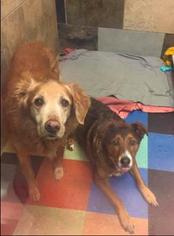 Golden Retriever Dogs for adoption in Mission, KS, USA