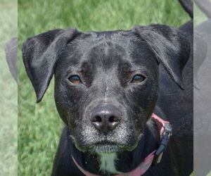 Pointer-Unknown Mix Dogs for adoption in Huntley, IL, USA