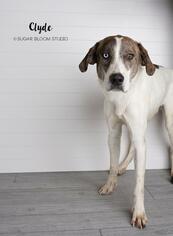 Catahoula Leopard Dog-Unknown Mix Dogs for adoption in Littleton, CO, USA