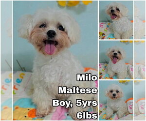 Maltese Dogs for adoption in Seattle, WA, USA