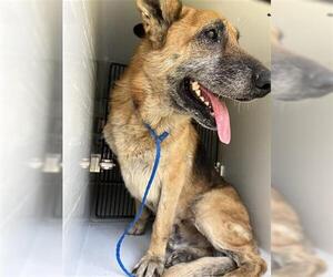 German Shepherd Dog-Unknown Mix Dogs for adoption in Houston, TX, USA