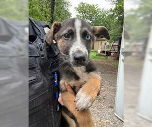 German Shepherd Dog-Unknown Mix Dogs for adoption in Oklahoma City, OK, USA