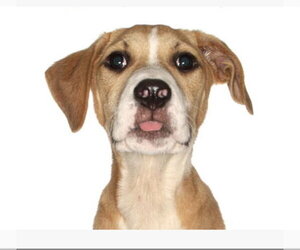 Labrador Retriever-Unknown Mix Dogs for adoption in Fort Pierce, FL, USA