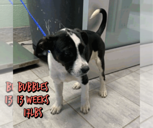 Siberian Husky-Unknown Mix Dogs for adoption in Woodbury, NY, USA