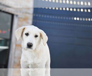 Mutt Dogs for adoption in Sandy, UT, USA