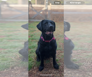 Labrador Retriever Dogs for adoption in Berlin, MD, USA