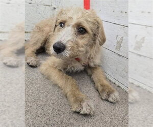 Mutt Dogs for adoption in San Bernardino, CA, USA