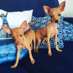 Italian Greyhuahua Dogs for adoption in Los Angeles, CA, USA