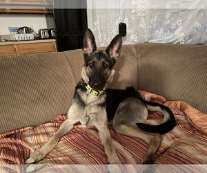 Mutt Dogs for adoption in New Hill, NC, USA